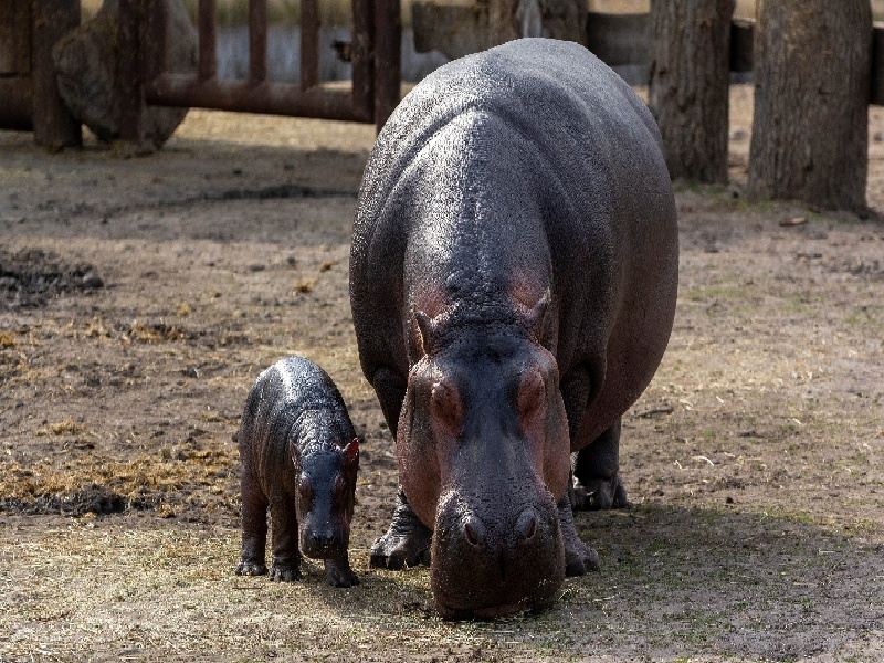 精子很差做试管试管针很长吗小试管理规程